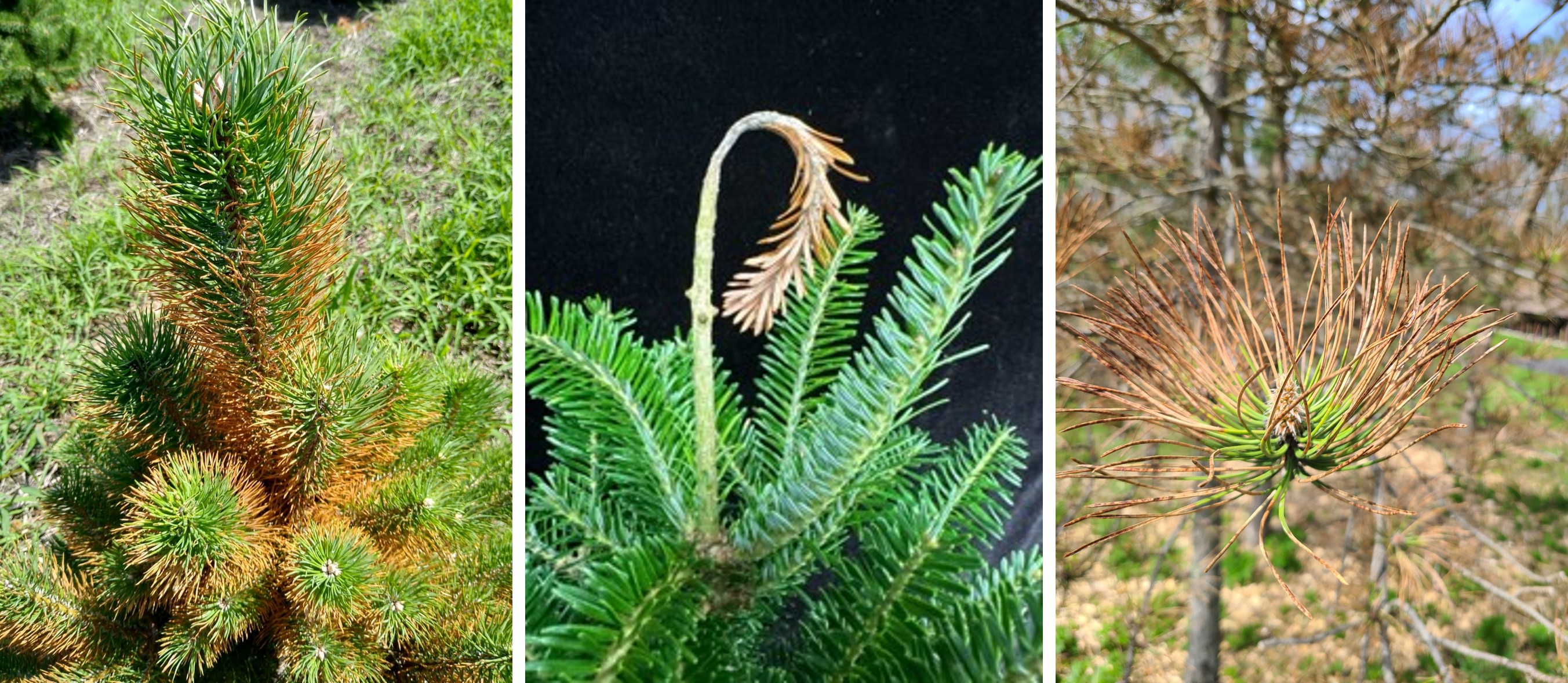 Needle discoloration_1.jpg